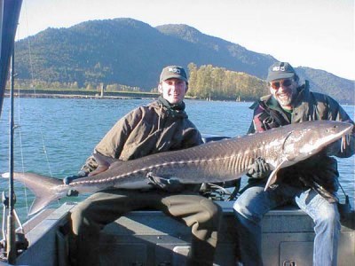 A 100lb+ Sturgeon from the Harrison river in B.C, Canada.